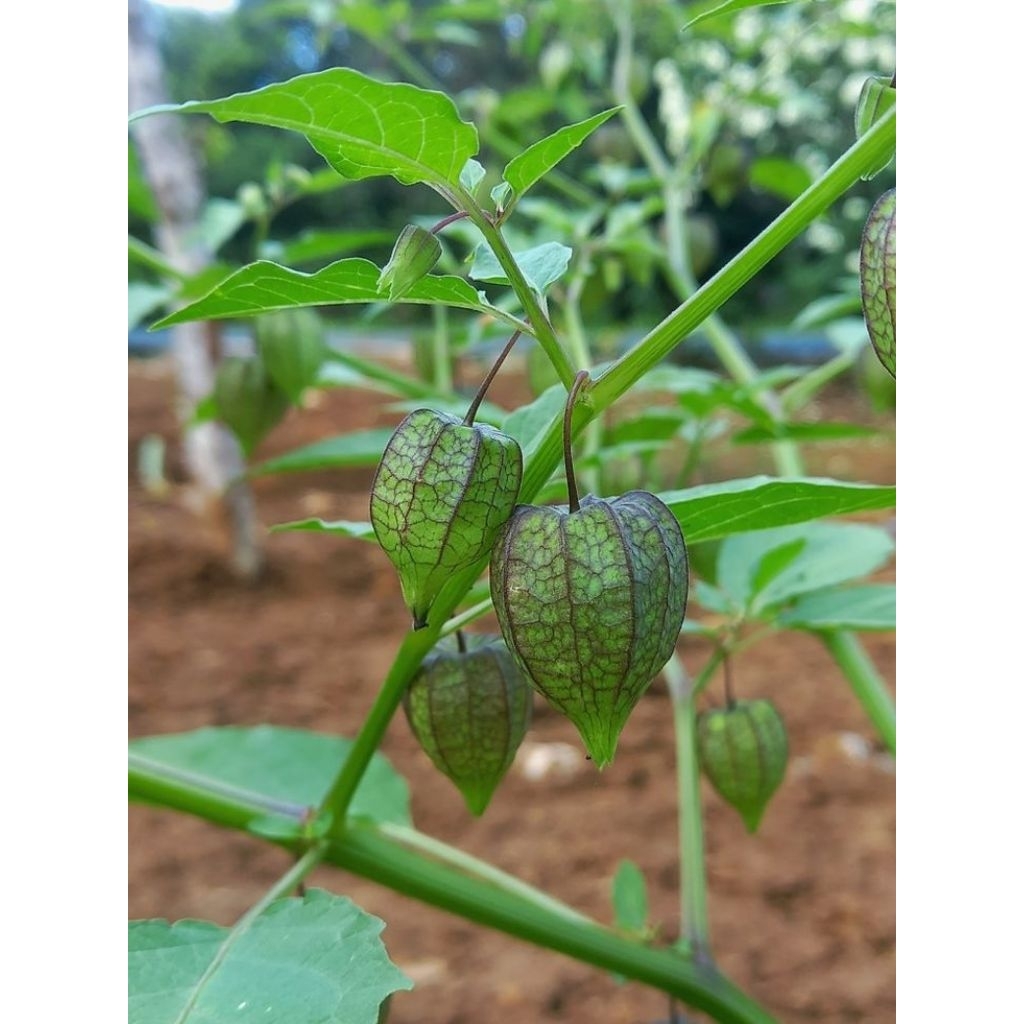 

Cecenet Daun Dan Batang Ciplukan Segar Fresh Langsung Petik
