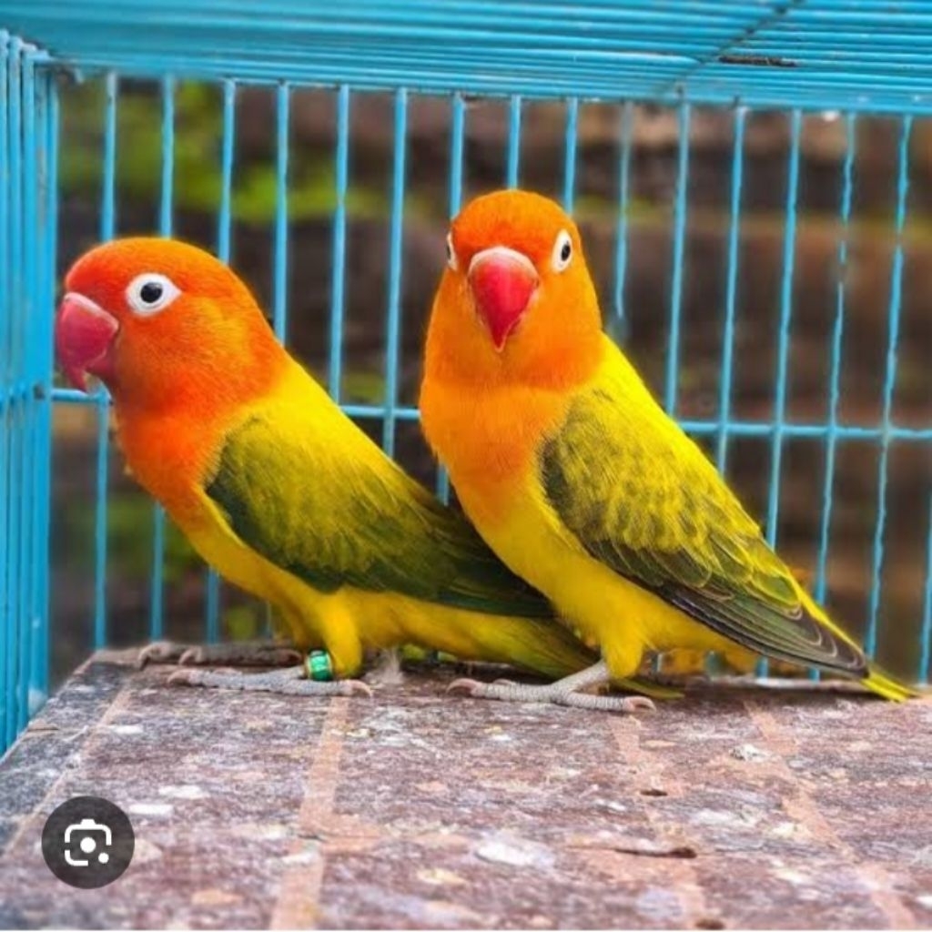 Lovebird biola euwing gold siapan