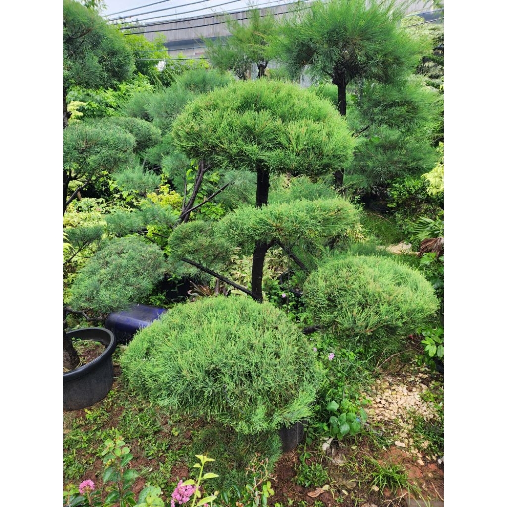 bonsai cemara udang tinggi 1.5meter