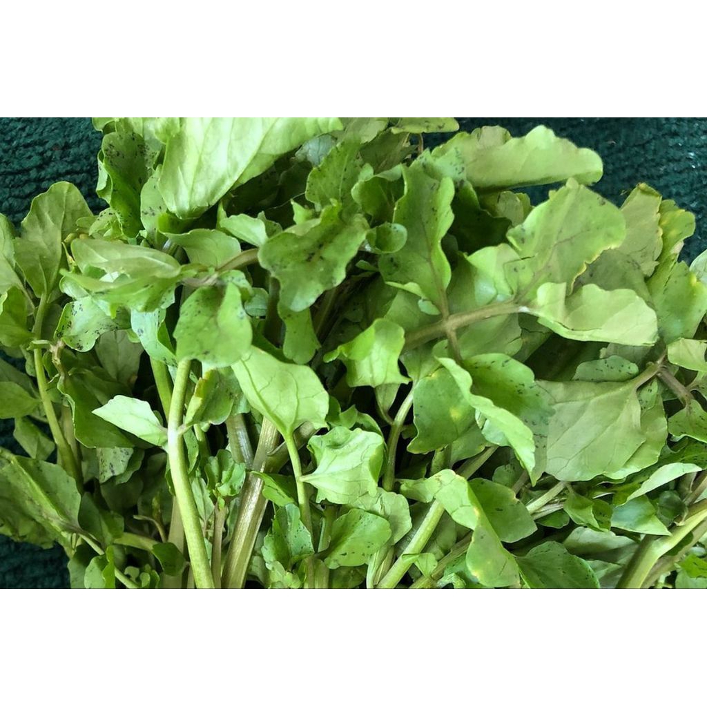 

selada air baik untuk kesehatan 500 gr