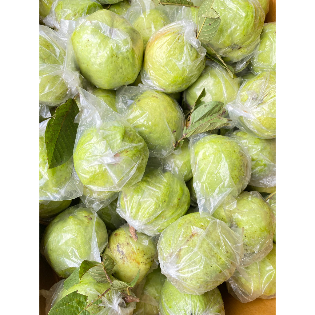 

Paket Bundling 5 kg Jambu Kristal Purworejo Grade B