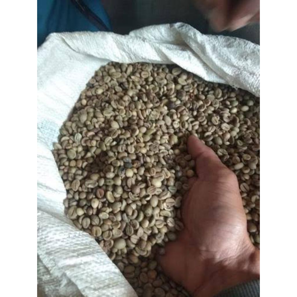 

kopi rabusta argopuro jember