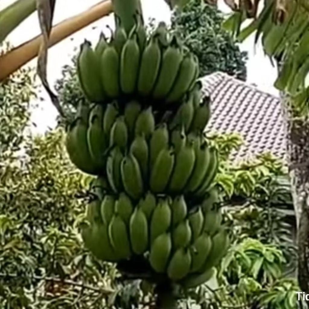 Bibit Bonggol Pisang Raja Bandung - pisang bedong