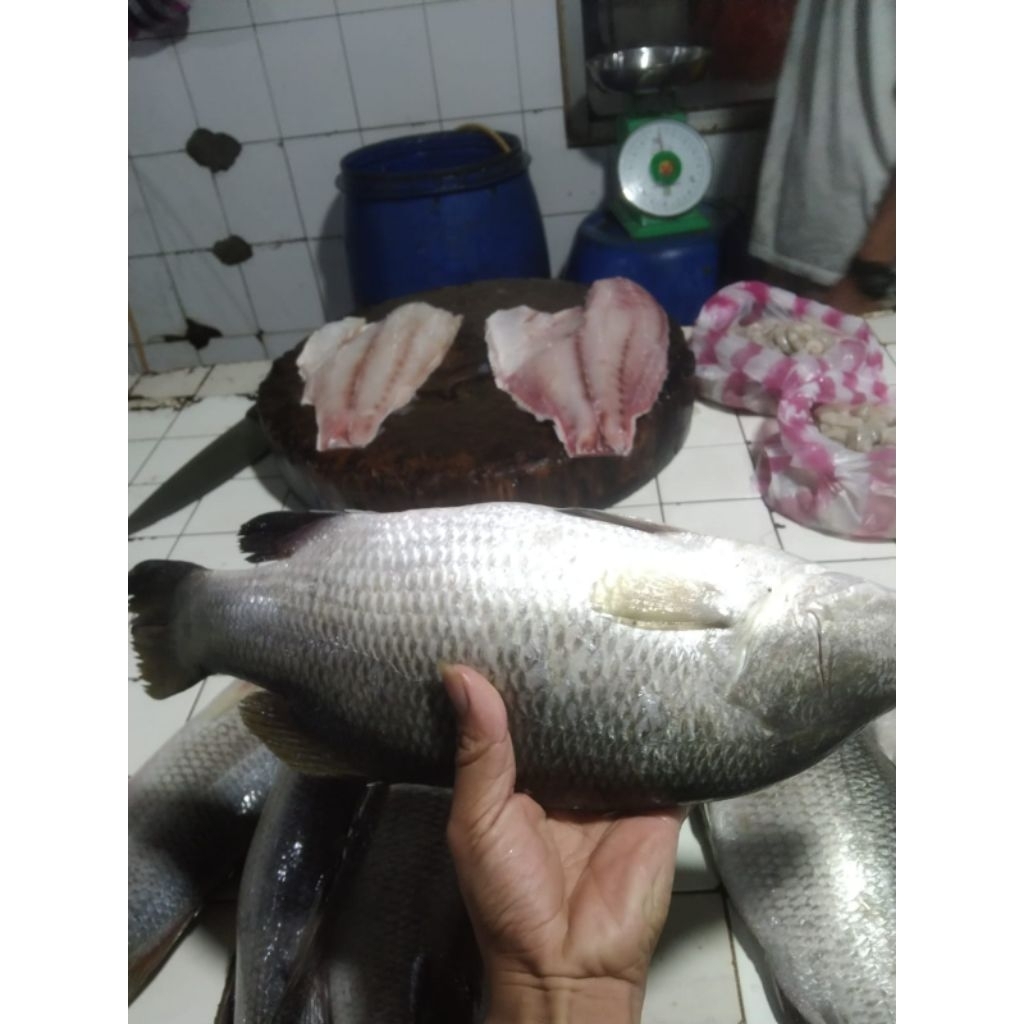 

Ikan Kakap Putih Segar 1 kg