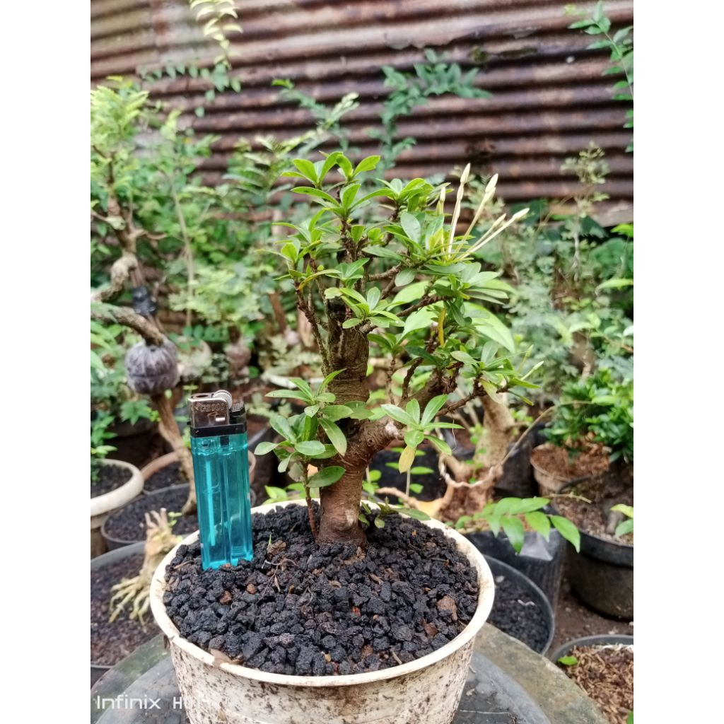 bonsai asoka bunga kuning