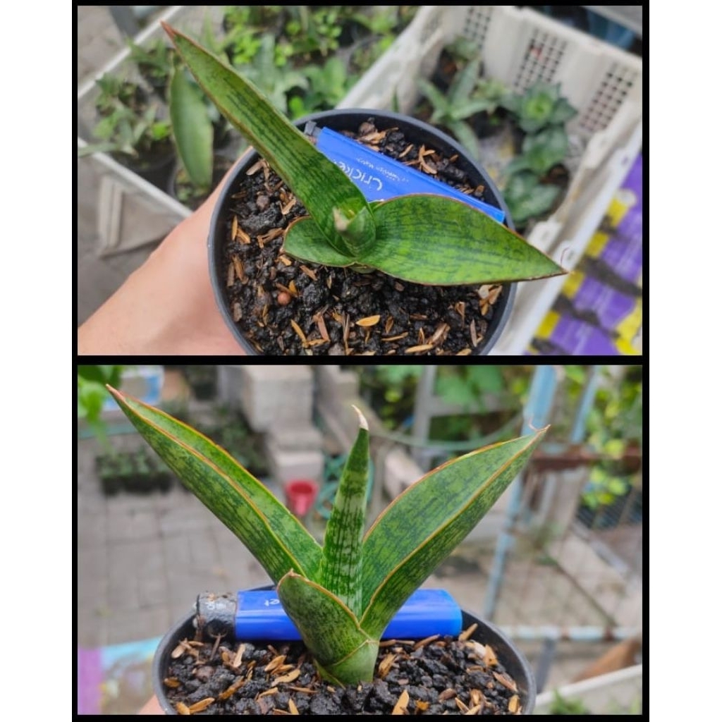 sansevieria hybrid anggada
