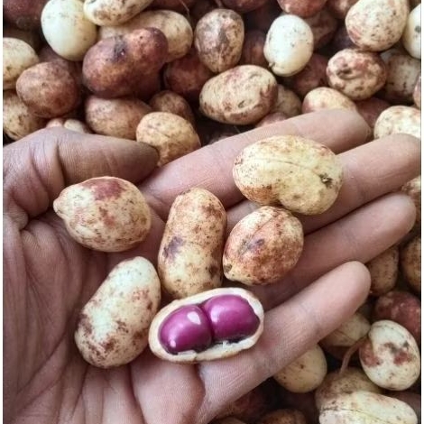

KACANG TANAH POLONG BOGOR TUA 1KG
