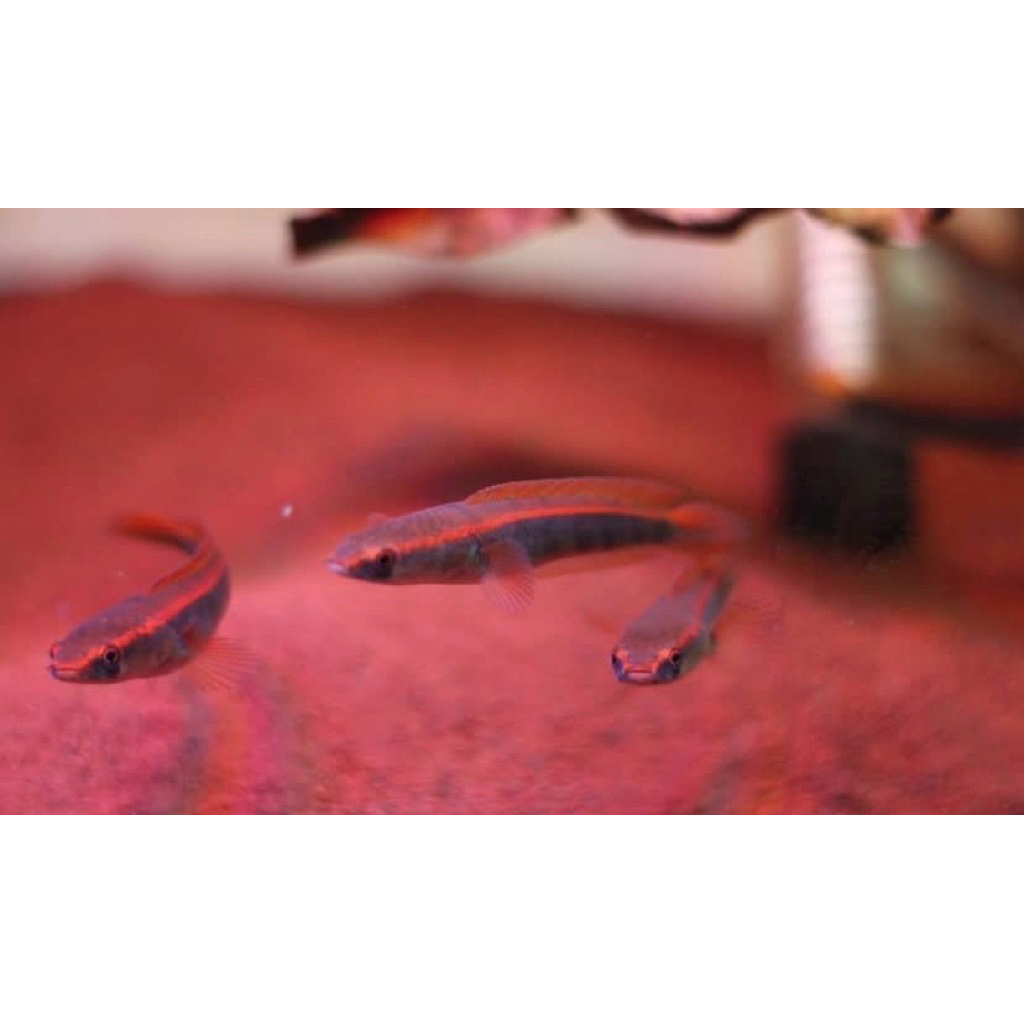 channa red barito super red isi 3 ekor kualitas baik