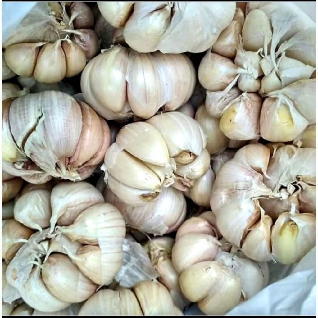 

bawang putih murah