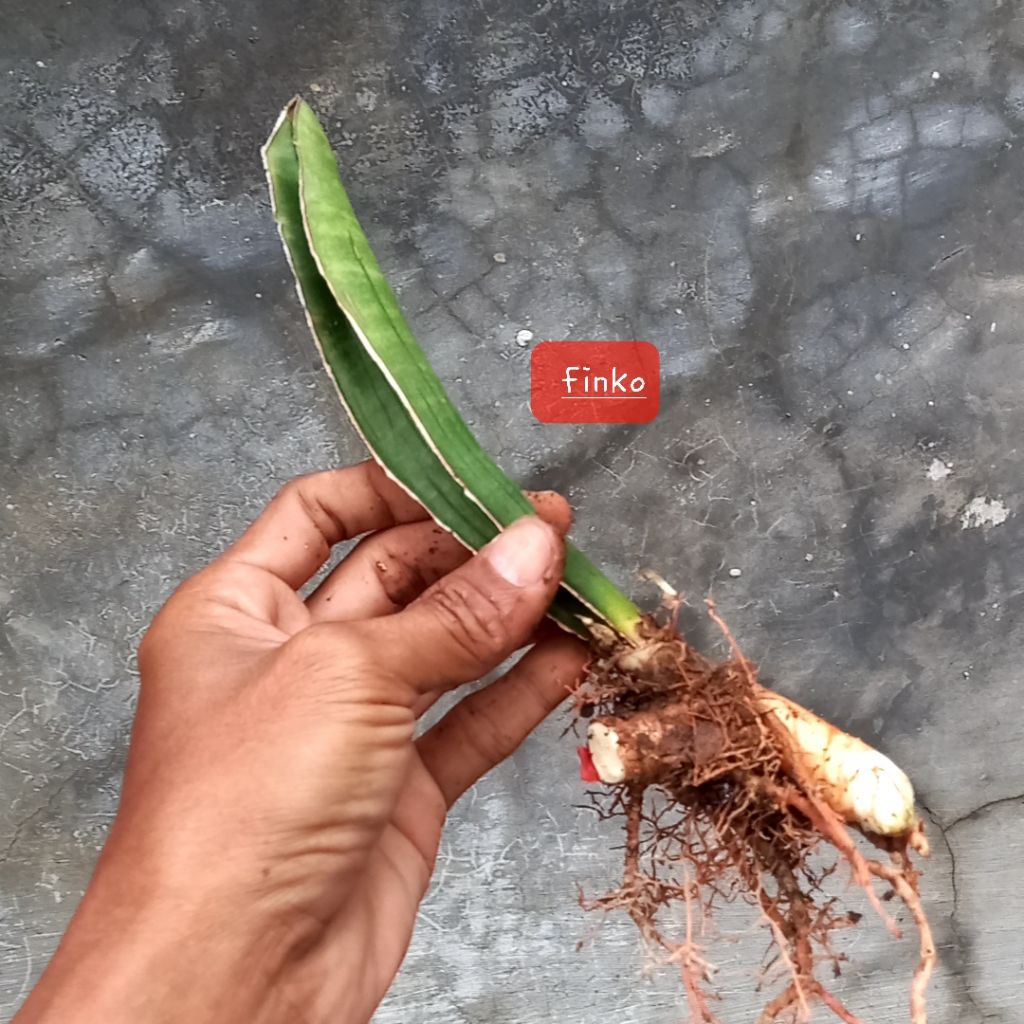 sansevieria R.979. sinus simiorum 'giant bat'