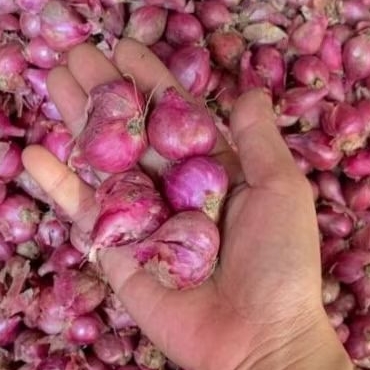 

Bawang Merah Nganjuk Tanggung Gede Campur Istimewa