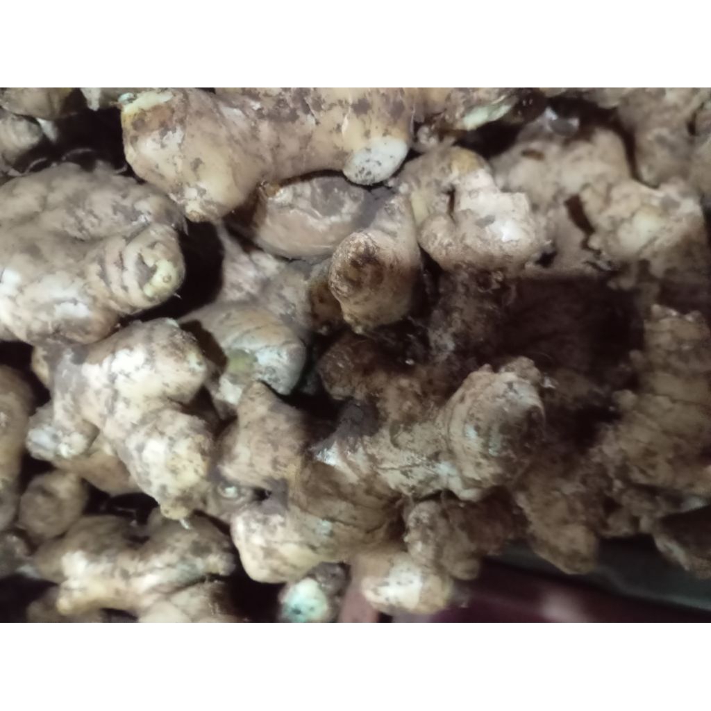 

RIMPANG JAHE GAJAH SEGAR
