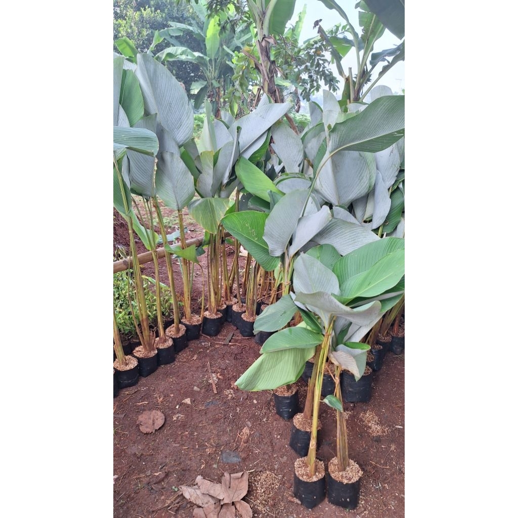 Tanaman Hias Calathea Luthea paketan isi 5 polibag - Tanaman Hias Calathea Pisang