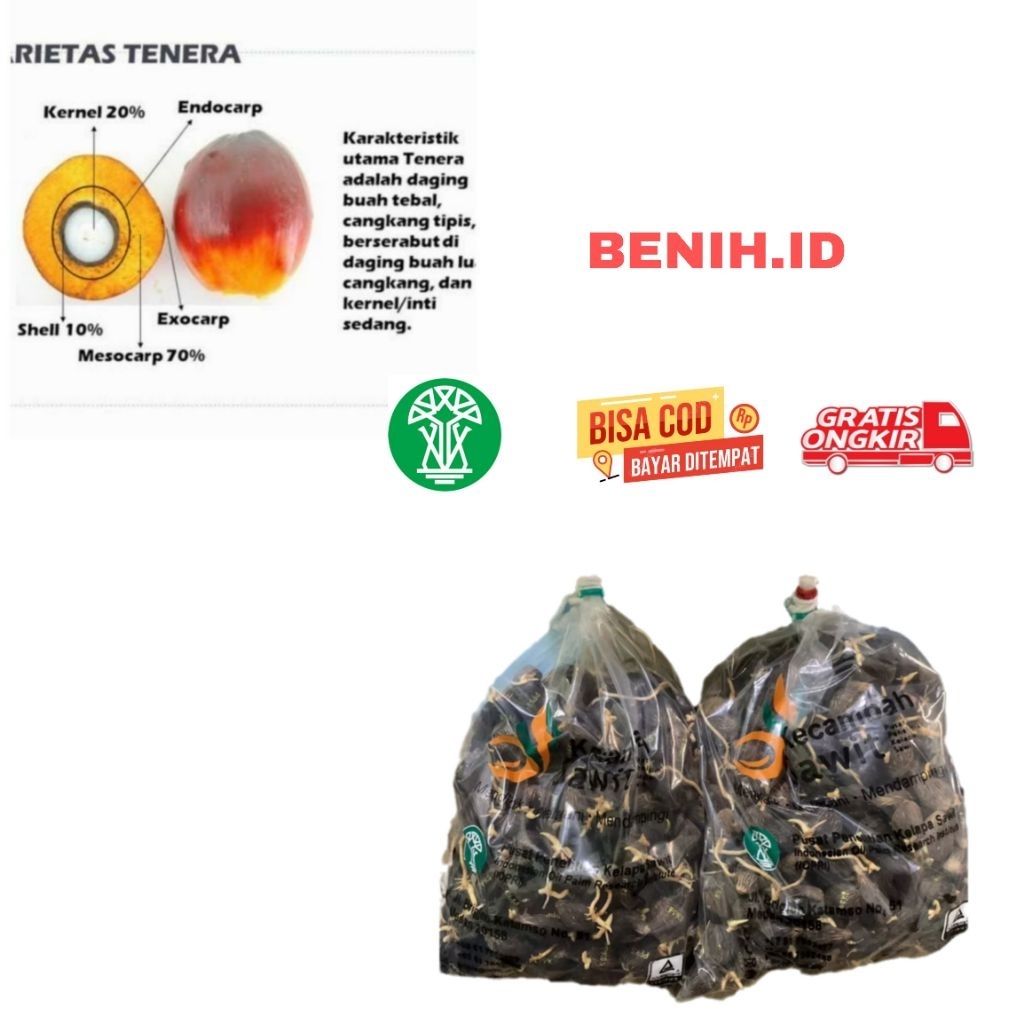 SAWIT UNGGUL BIBIT PPKS DXP TENERA ASLI PPKS ISI 250 BUTIR ORIGINAL BERKUALITAS BERSERTIFIKAT ASLI