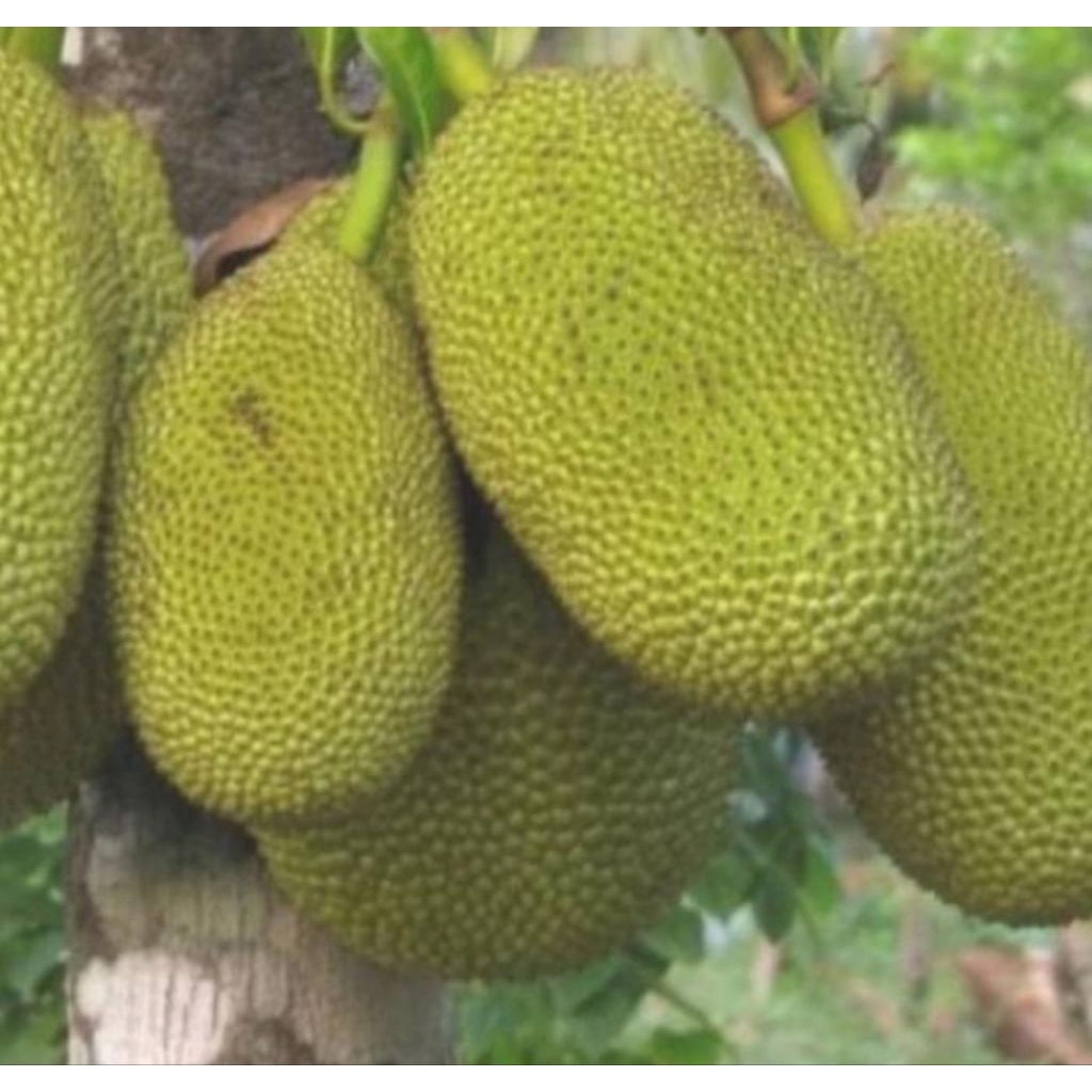

buah nangka sayur