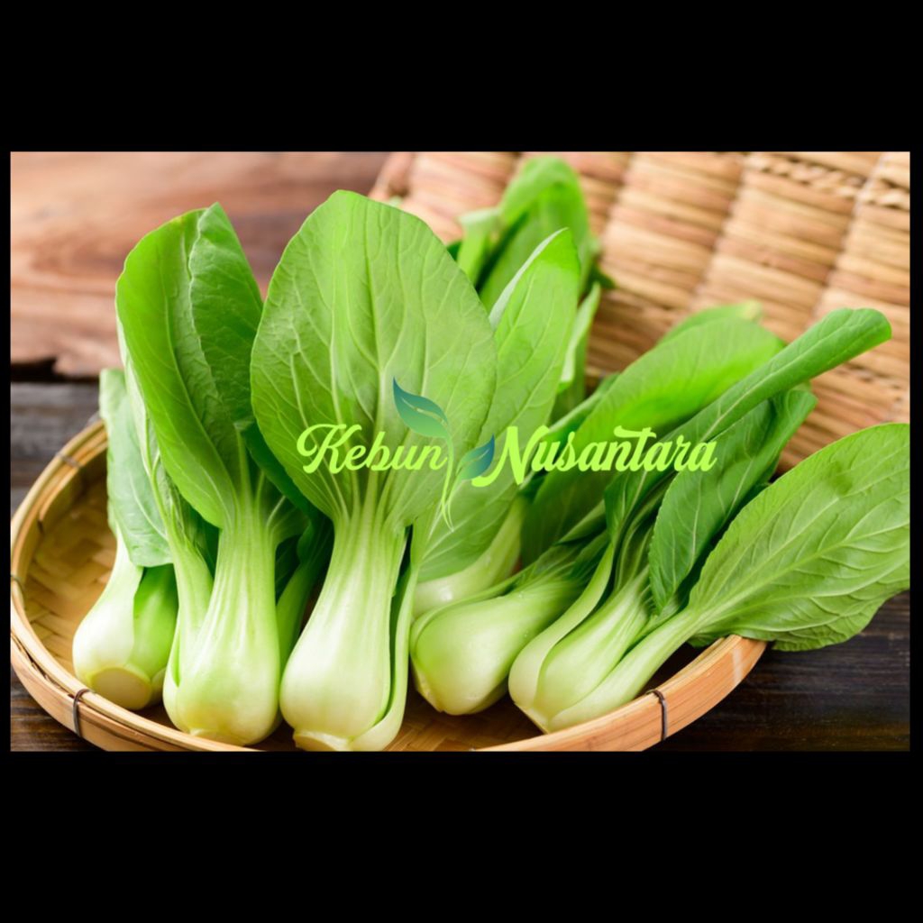 

Pakcoy 250gr Sayur Fresh dan Segar - Kebun Nusantara ID