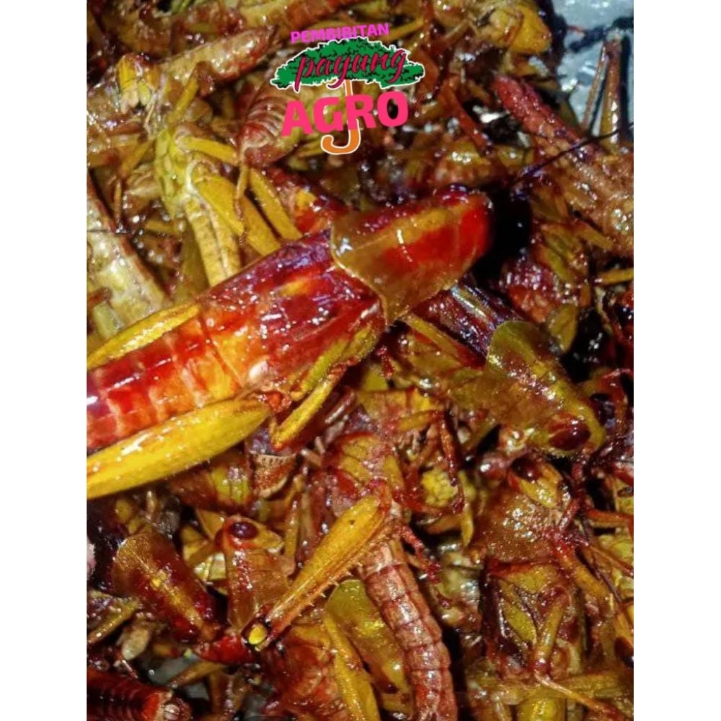 

belalang kayu goreng renyah