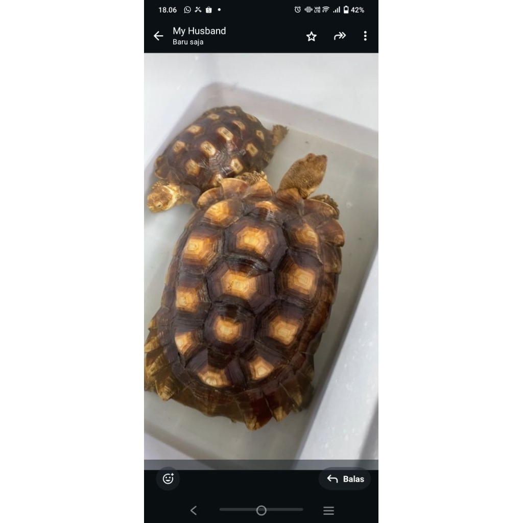 sulcata 40cm betina jumbo