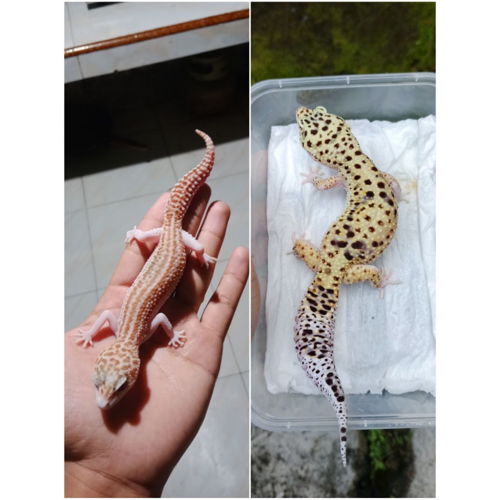 Mainan anak gecko leopard sepasang dewasa PROMO TERMURAH