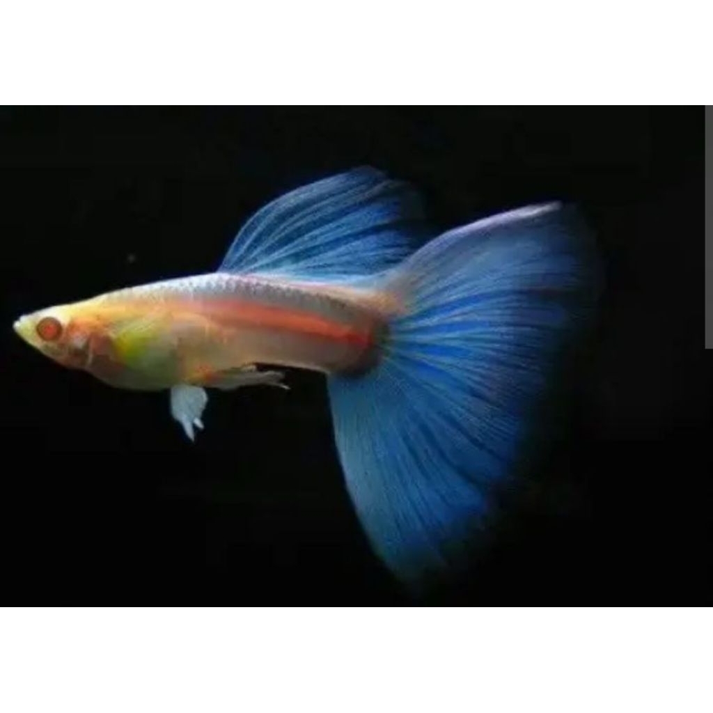 gupy blue sky(jantan)