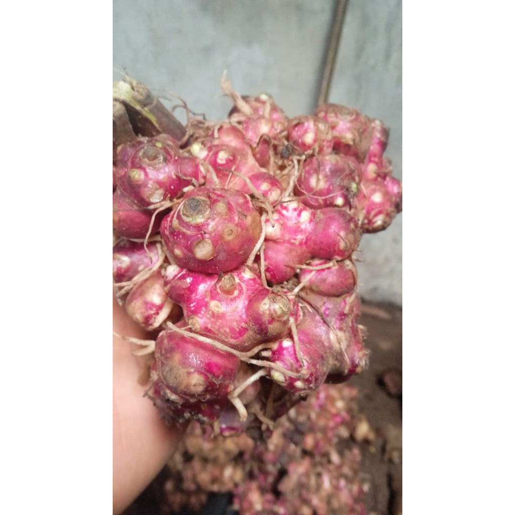 Bibit Rimpang Umbi Yakon Siap Semai Asli