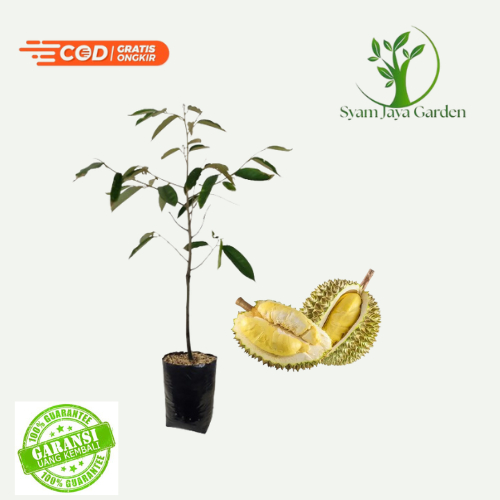 bibit buah durian bawor