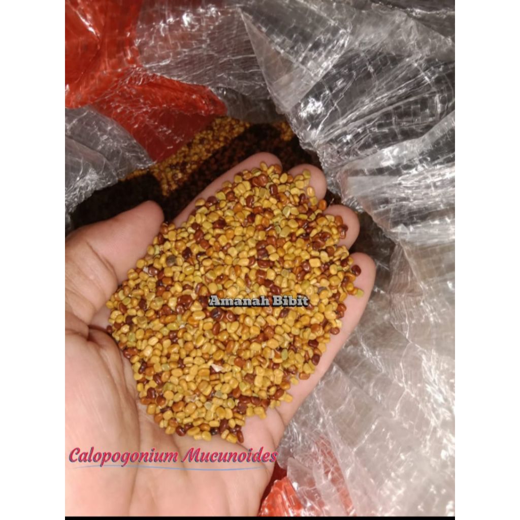 Biji bibit Calopogonium Mucunoides 500 gr
