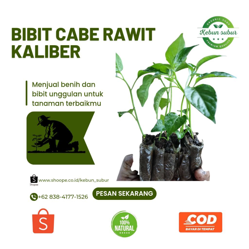 KEBUN_SUBUR - Bibit Cabe Rawit Kaliber Siap Tanam
