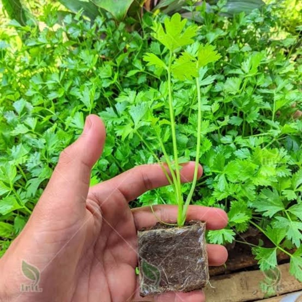 paket per 100 bibit seledri siap tanam