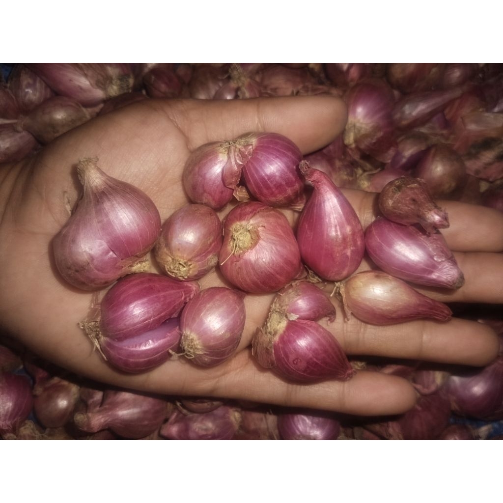 

bawangmerah tanggung gede harga untuk kemasan 1kg