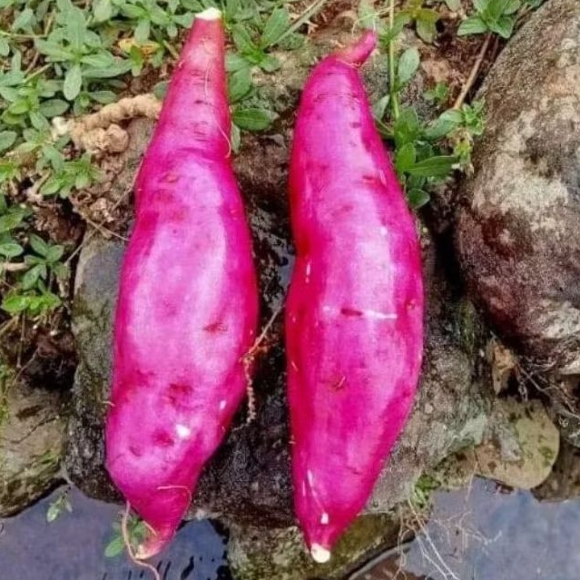 

Ubi ungu fresh isi 1 kg (COD GARANSI)