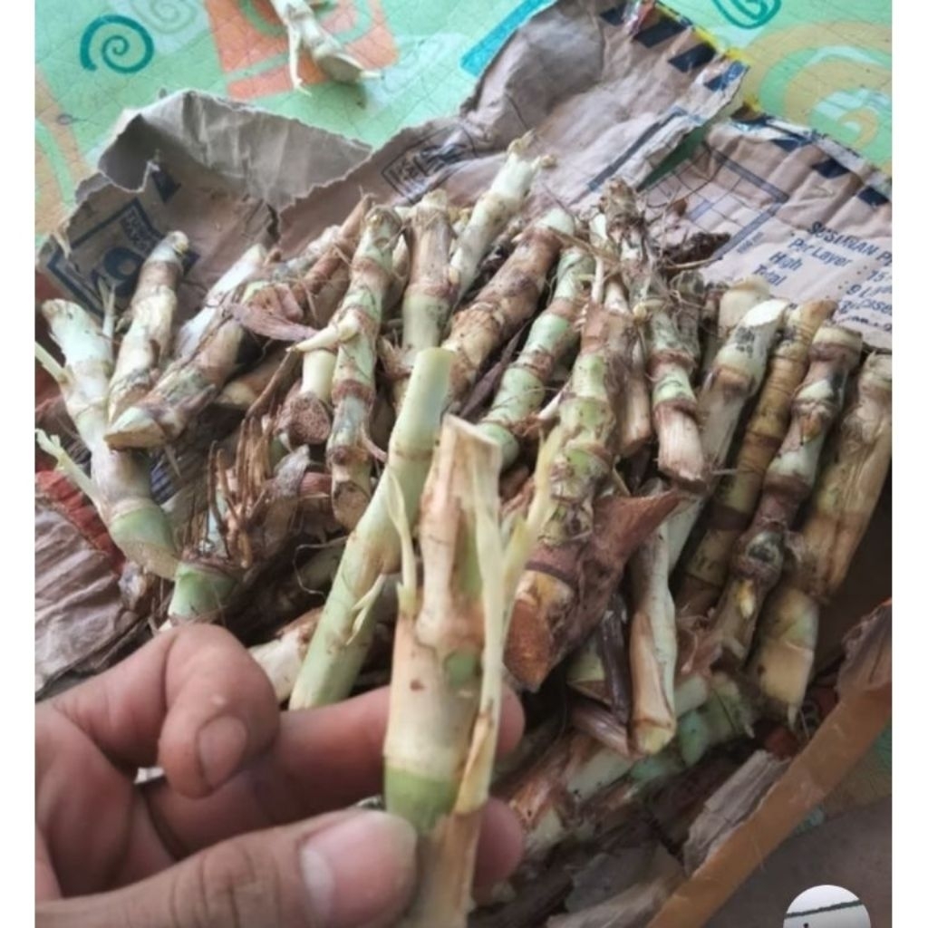 Bibit odot rumput odot 1kg super