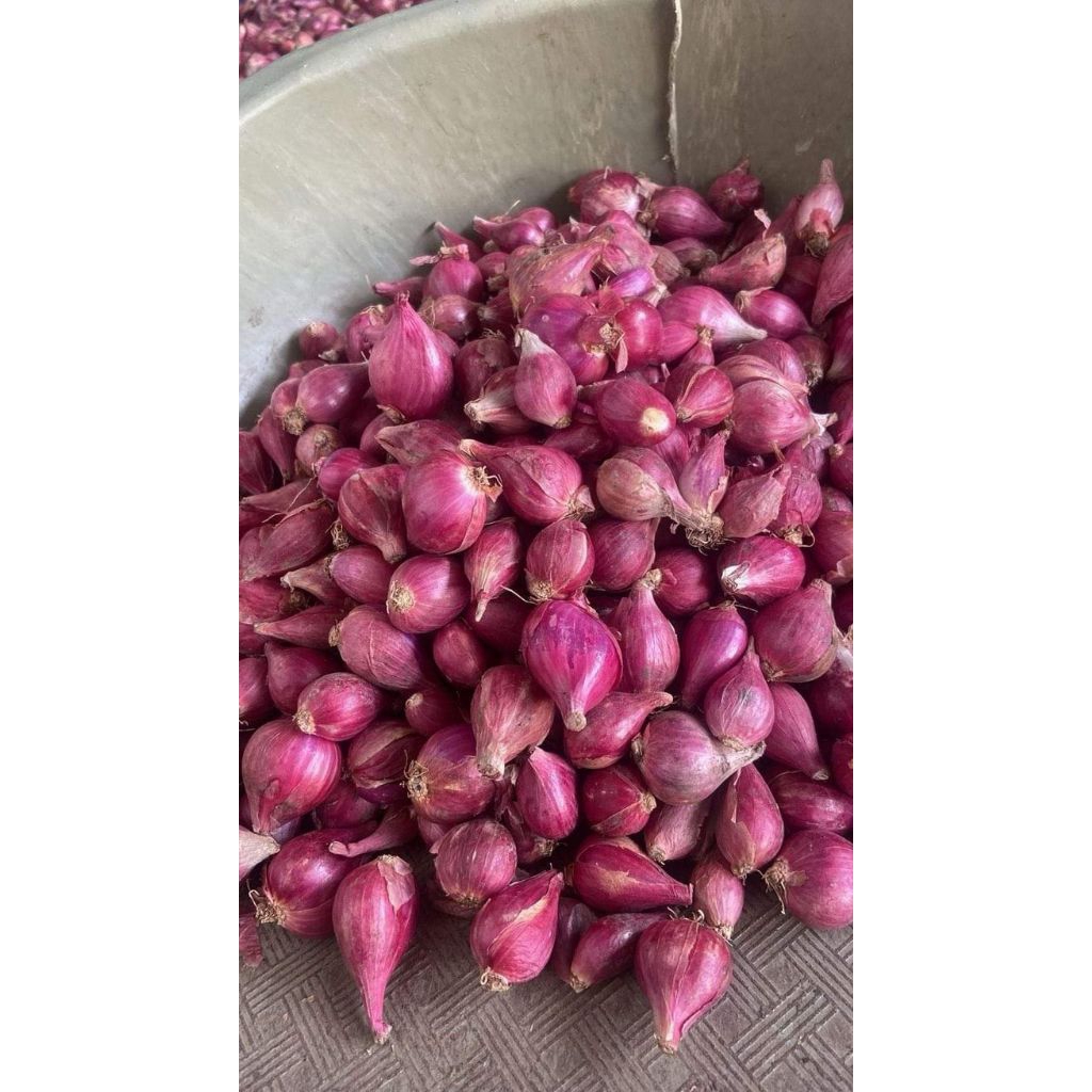 

Bawang Merah 1kg dikirim hari ini