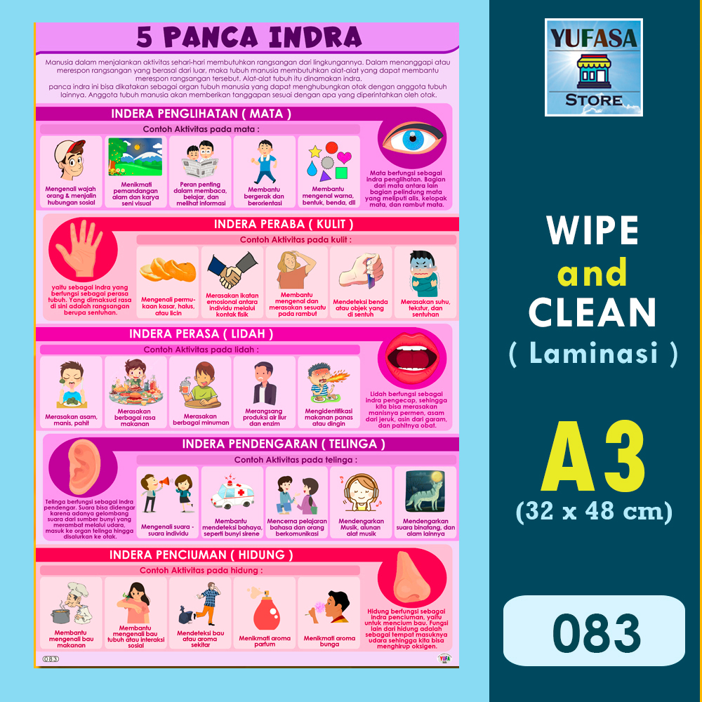 083 poster panca indra- Poster Edukasi Anak - Poster belajar anak - Poster wipe and clean - perlengk