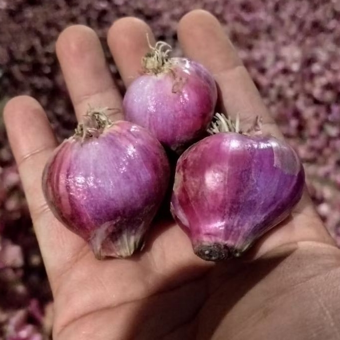 

BAWANG PACET 1000grm