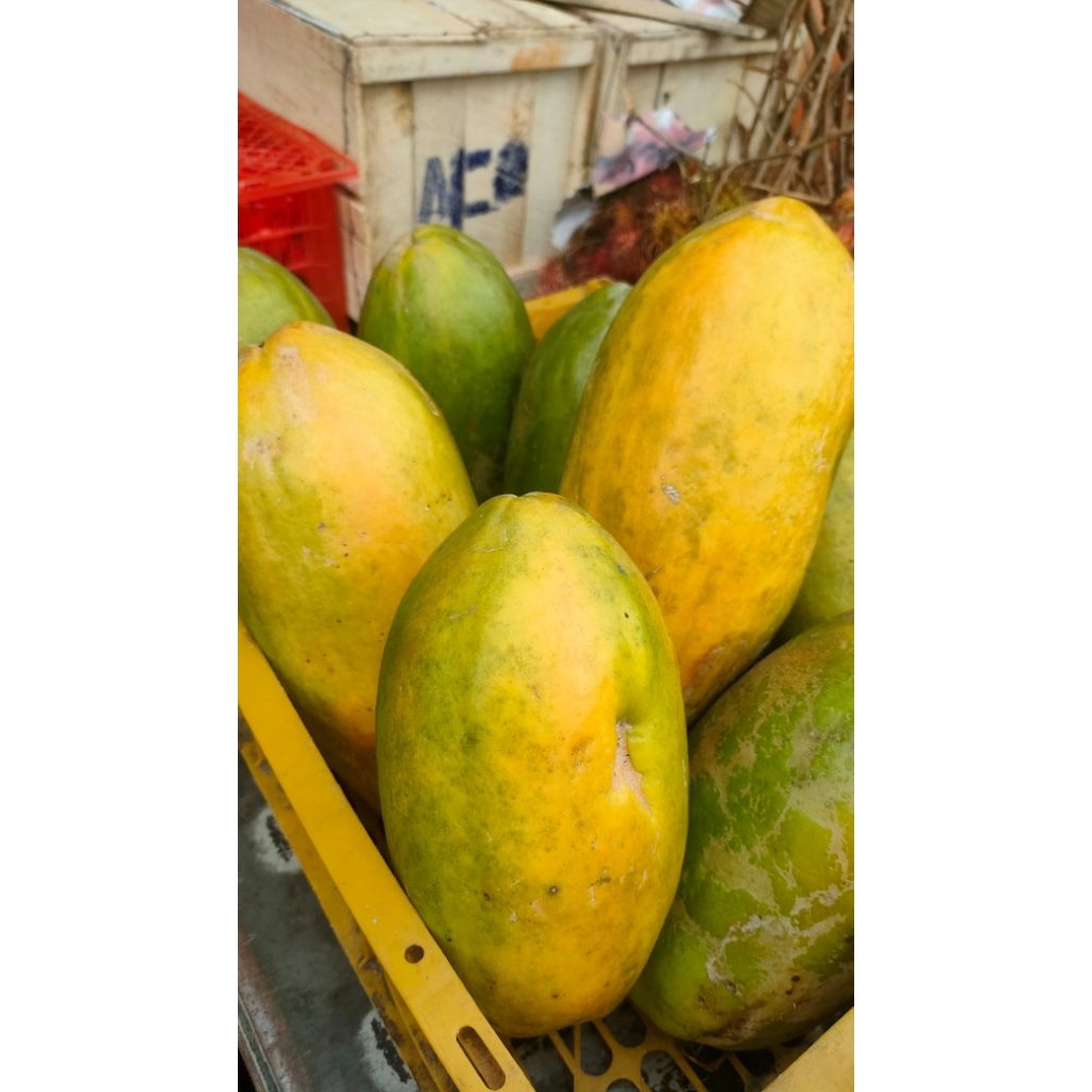 

Pepaya jingga, gandul