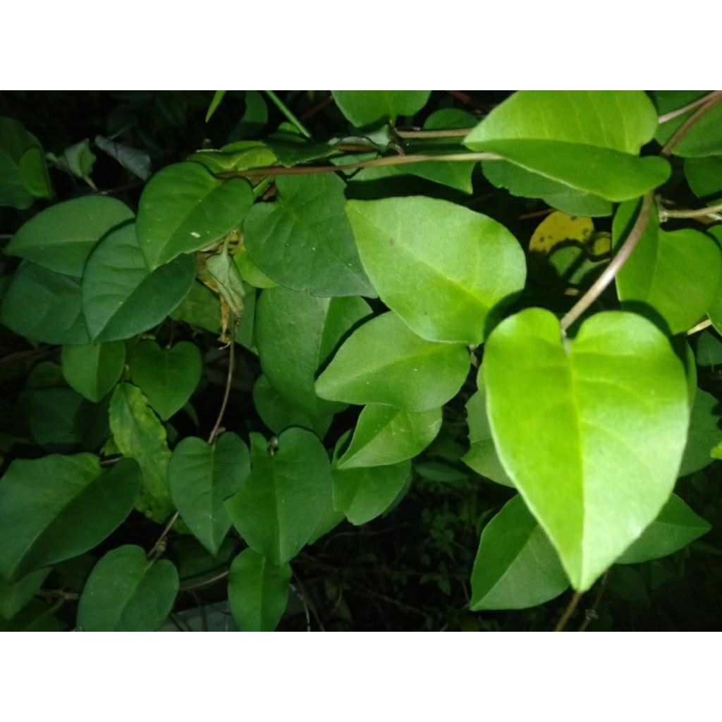 

DAUN WINAHONG / PIAHONG / PIYAHONG petik segar