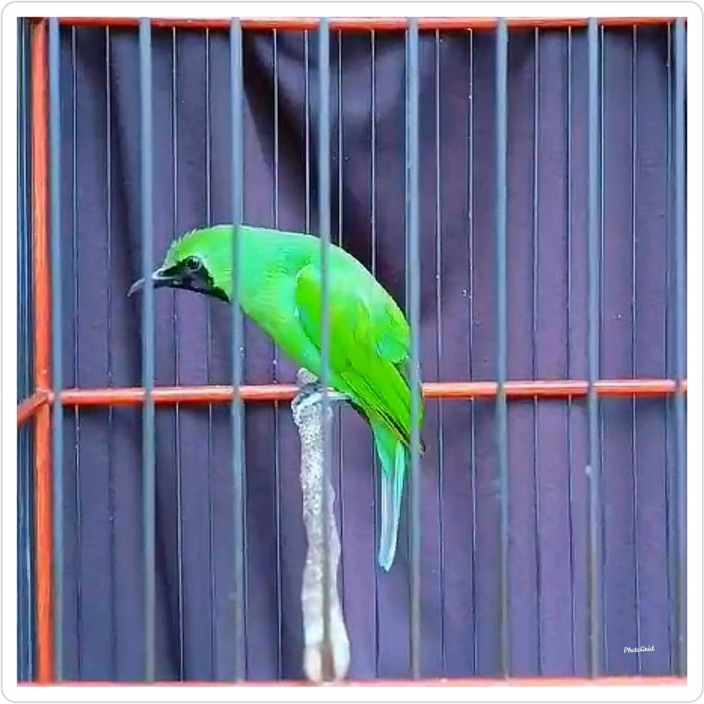 cak ijo bahan rawatan