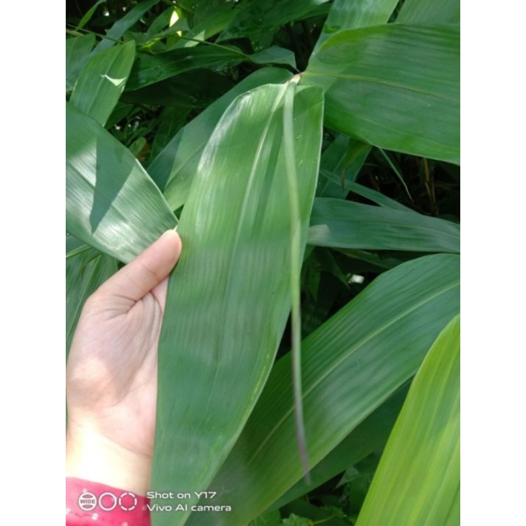 

daun bambu /100 lembar