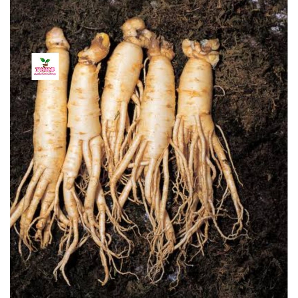 

akar gingseng /1 pcs fresh