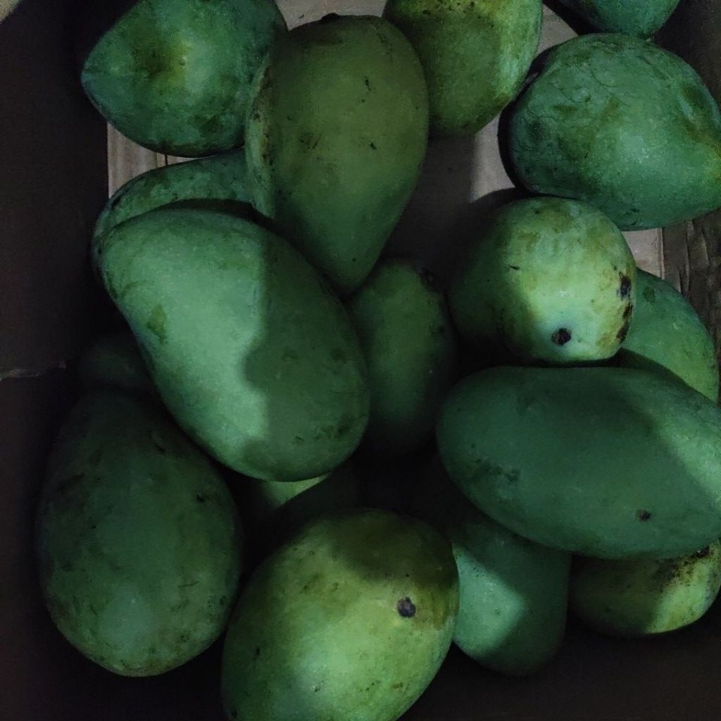

Mangga Fresh baru petik