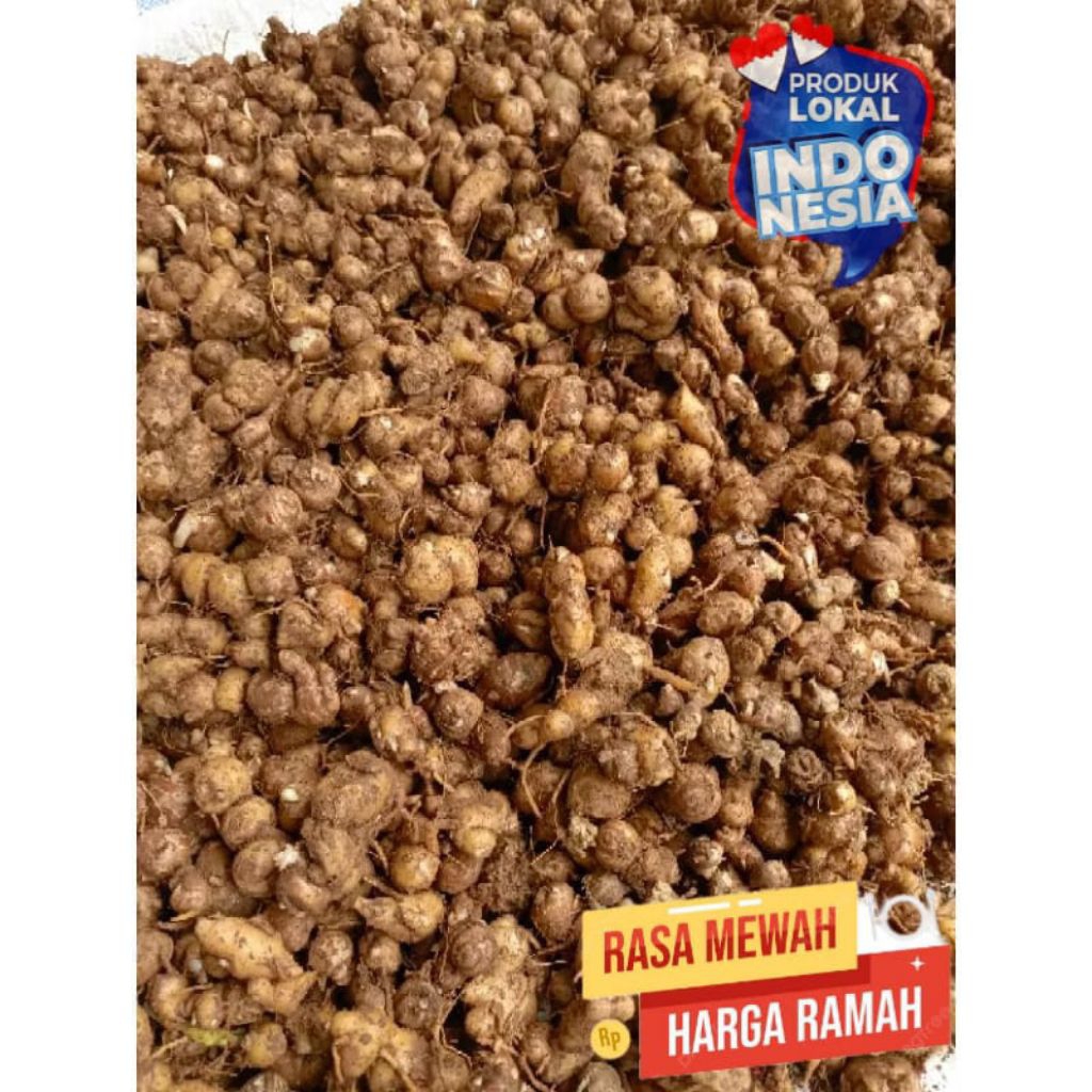 

kencur segar 1 kg pedas tua bumbu dapur seblak