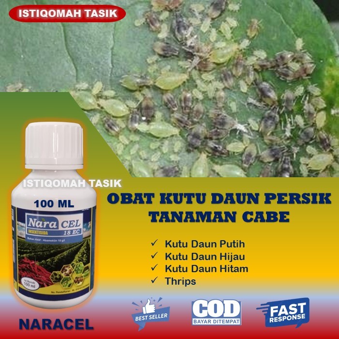 NARACEL 18 EC Obat Hama Kutu Daun Persik Pada Tanaman Cabe Paling Ampuh Insektisida Pembasmi Kutu Da