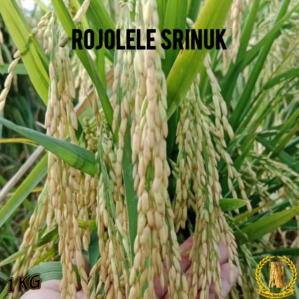 Benih Padi Rojolele Srinuk Super Berkualitas Unggul Kemasan (1Kg)