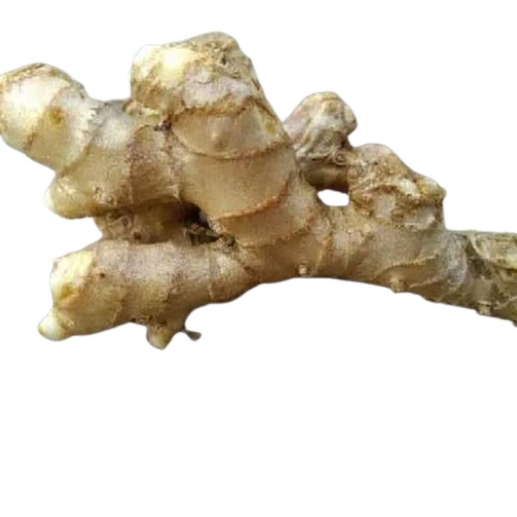 

Lempuyang segar 500gr