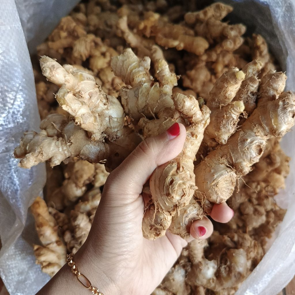 

JAHE EMPRIT CUCI BERSIH 10KG SIAP OLAH