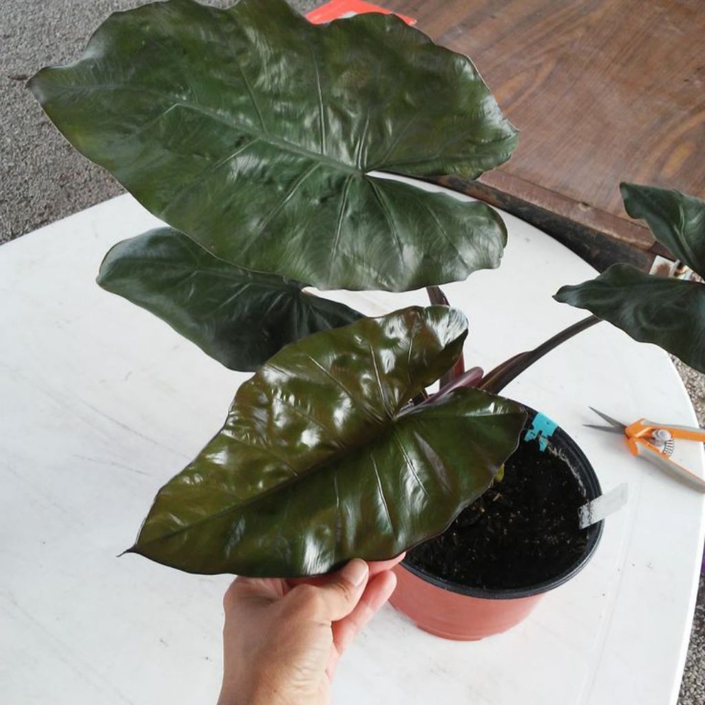 TANAMAN HIAS LOMPONG HITAM / KELADI HITAM