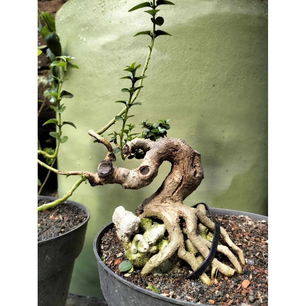 bonsai sancang mini hidup