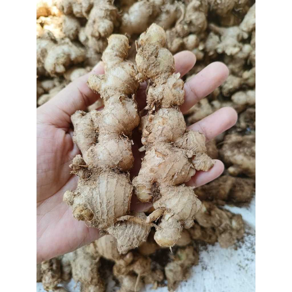 

Jahe Emprit Lokal Kecil Pedas/ Jahe Emprit Jawa Kemasan 1 kg