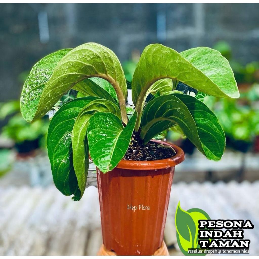 Tanaman hias anthurium jemani tanduk - anthurium jemani tanduk